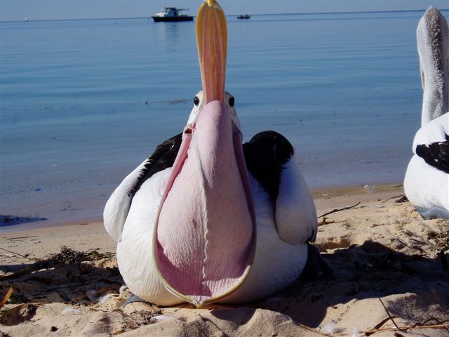 pelican2.JPG